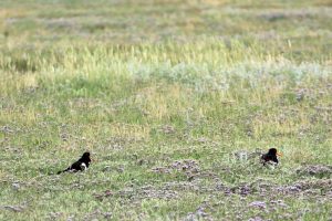 Austernfischer sind nur einige der Vögel in den Salzwiesen auf Spiekeroog