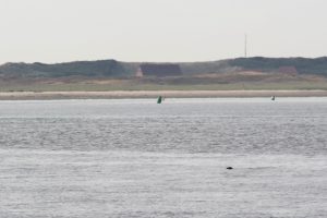 Von der Fähre nach Spiekeroog kann man Seehunde beobachten