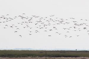 Nordsee Vögel über dem Wattenmeer aufgenommen von einer Fähre nach Spiekeroog