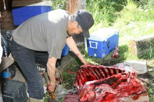 Ein Indianer schlachtet nach der Jagd ein Karibu in Kanada