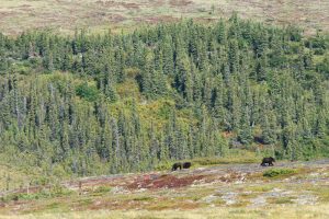 Grizzlybären im Yukon am Dempster Highway in Kanada am Polarkreis