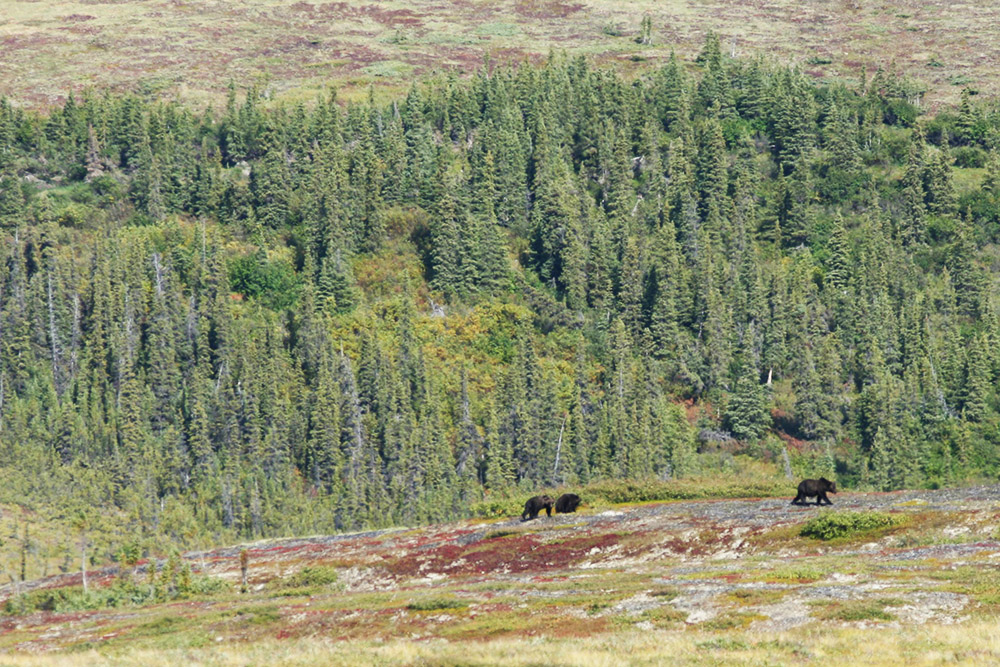 Grizzlybären im Yukon am Dempster Highway in Kanada am Polarkreis 