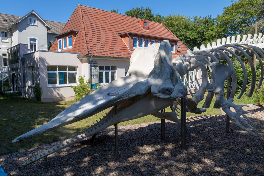 Vor dem Nationalpark-Haus auf Wangerooge steht das Skelett eines Pottwals, der auf der Insel gestrandet ist.