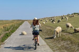 Fahrrad auf einem Deich an der Nordsee mit Schafen in Schillig