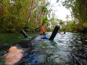 Schnorcheln und Schwimmen mit Seekühen in Florida