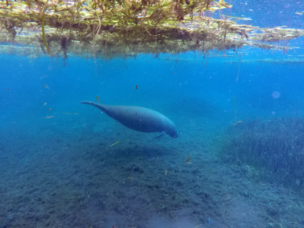 Schnorcheln und Schwimmen mit Seekühen in Florida