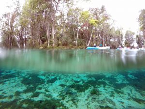 Schnorcheln und Schwimmen mit Seekühen in Crystal River Florida