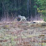 Wolf in Deutschland beobachten