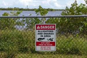 Auf dem Gelände des Kennedy Space Centers in Florida leben Alligatoren und andere wilde Tiere.