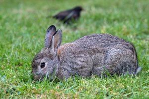 Überall auf Borkum findet man wilde Kaninchen.
