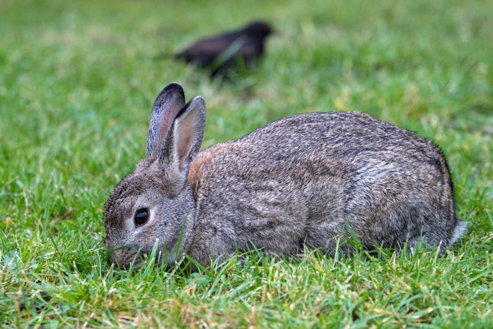 Kaninchen auf Borkum