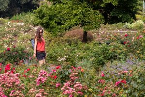 Rosengarten im Rhododendronpark Bremen