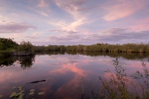 Wilde Tiere fotografieren. Ein Alligator im Everglades Nationalpark zum Sonnenuntergang