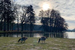 Gänse im Wildpark Dülmen