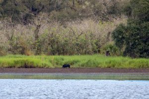 Wildschwein im Myakka River State Park Florida