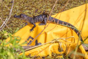 Babykrokodil bzw. Alligator im Myakka River State Park Florida