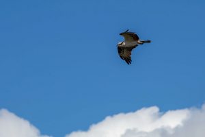 Fischadler bzw Osprey im Myakka River State Park Florida