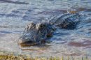 Alligator im Myakka River State Park Florida