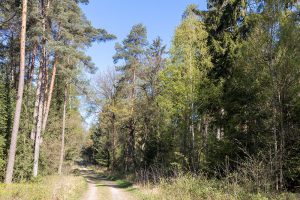 Terra Track Wandern durch den Wald im Osnabrücker Land