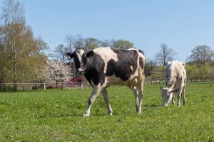 Terra Track Wandern im Osnabrücker Land mit Kuh