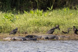 Alligatoren in Florida