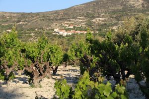 Auf Zypern wird vor allem im Gebirge des Troodos Wein angebaut.