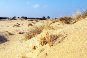 Sanddünde im Nationalpark de Hoge Veluwe in den Niederlanden