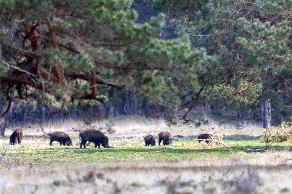 Wildschweine im Nationalpark de Hoge Veluwe in den Niederlanden