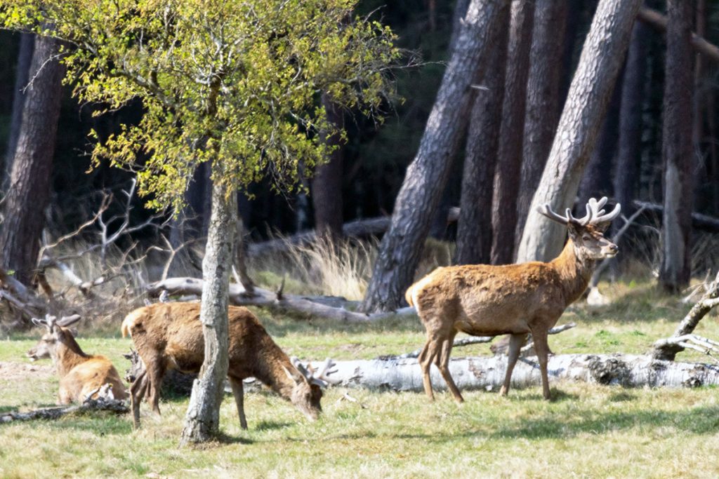 Hirsch beim Tiere beobachten Im Nationalpark De Hoge Veluwe