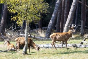 Hirsch beim Tiere beobachten Im Nationalpark De Hoge Veluwe