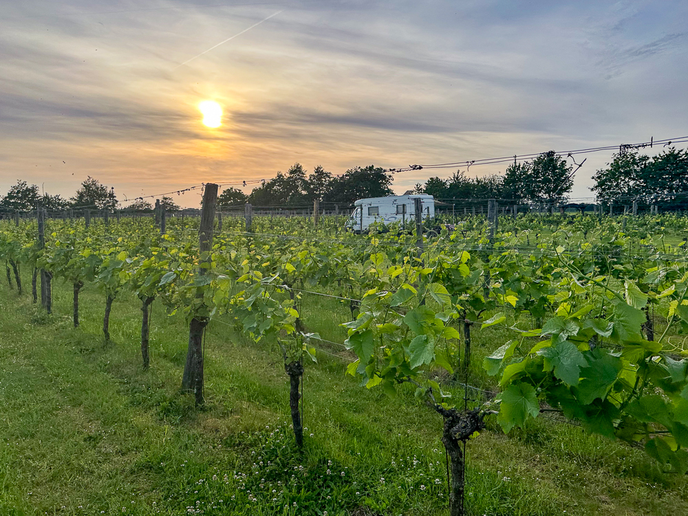 Camping zwischen Weinreben auf einem Weingut in den Niederlanden - Erve Wisselink